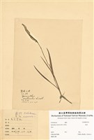 藏品(綬草)的圖片